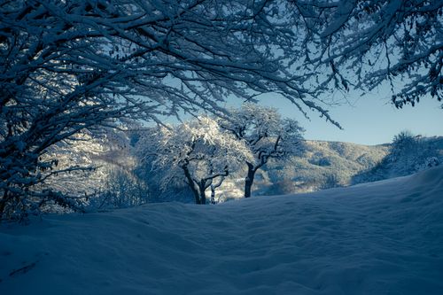 Free Tranquil winter scene with snow-laden trees and soft sunlight on a snowy hill. Stock Photo