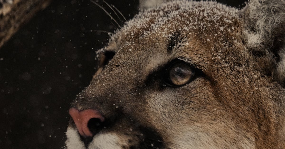 Android 17 2026 年發布全解析:隱私保護與桌面模式如何重塑移動生產力? Android 17 2026 年發布全解析:隱私保護與桌面模式如何重塑移動生產力?