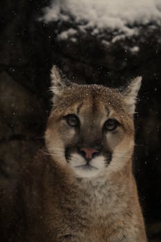 Close-up of a cougar with snow gently falling in a serene, winter setting.
