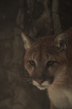 Close-up of a cougar with snowflakes visible, exuding majesty in a dim winter forest.