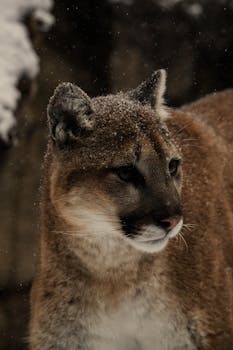 Close-up of a cougar in falling snow, capturing the majestic winter ambiance.