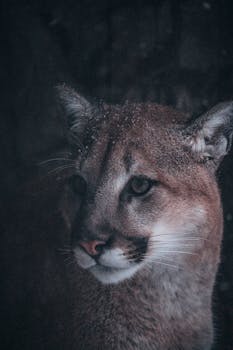 Moody close-up of a puma with a frosty, winter backdrop, showcasing its majestic presence.