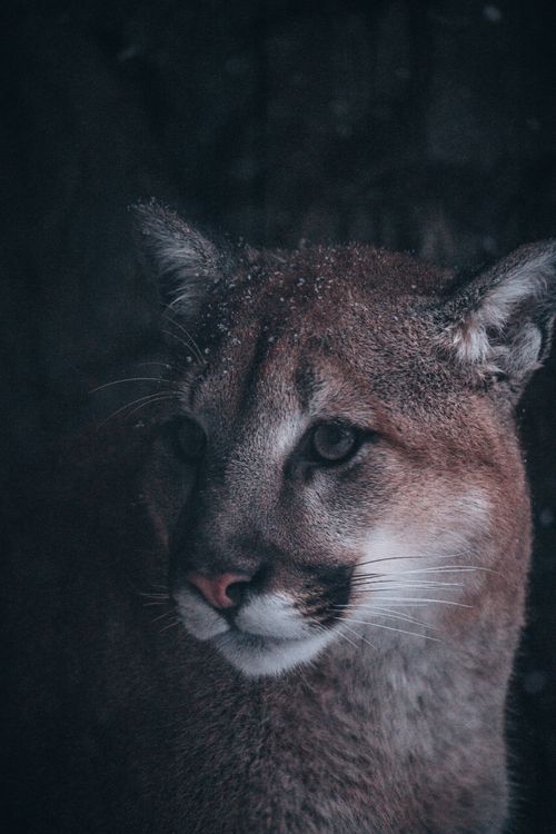 Free Moody close-up of a puma with a frosty, winter backdrop, showcasing its majestic presence. Stock Photo
