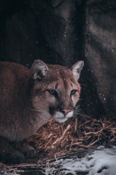 A wild cougar rests in a snowy cave, capturing the essence of winter wilderness.