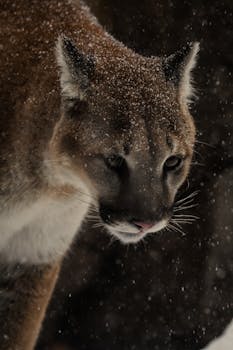 Close-up of a cougar with snowflakes, showcasing the beauty of nature in winter.
