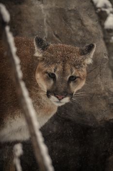 A close-up of a cougar amidst a snowy rocky landscape, exuding a serene and powerful aura.