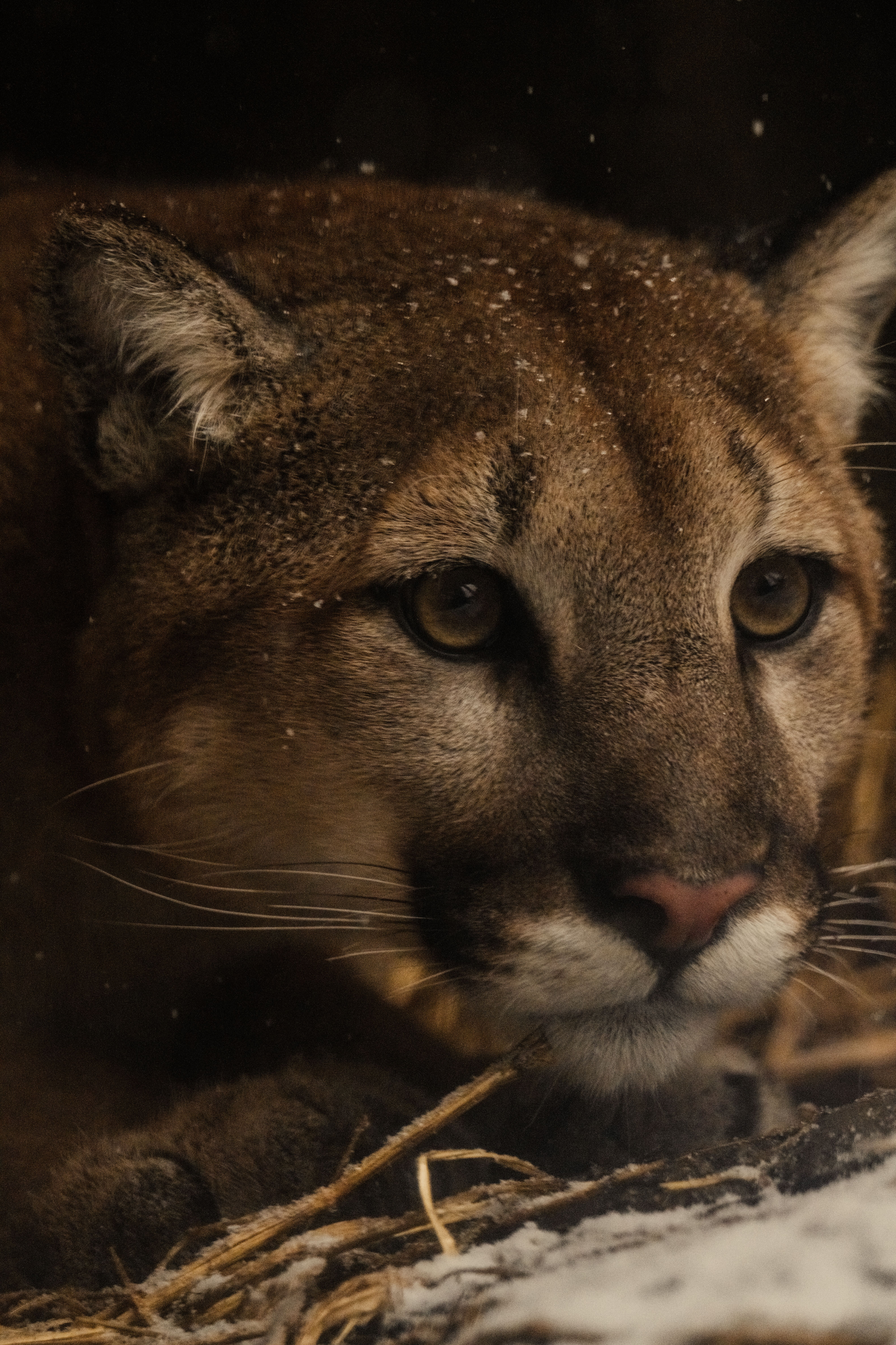 Intimate close-up of a snow-dusted cougar resting on straw, capturing its piercing gaze.