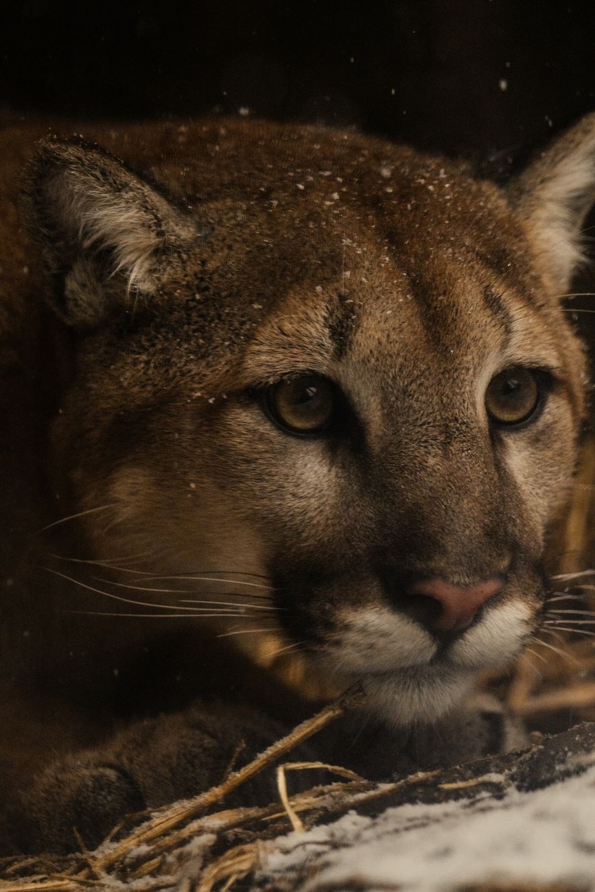 Intimate close-up of a snow-dusted cougar resting on straw, capturing its piercing gaze.