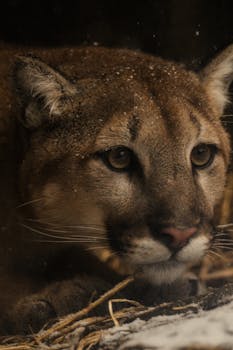 Intimate close-up of a snow-dusted cougar resting on straw, capturing its piercing gaze.