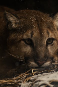 A captivating close-up of a mountain lion's face dusted with snow, exuding grace and power.