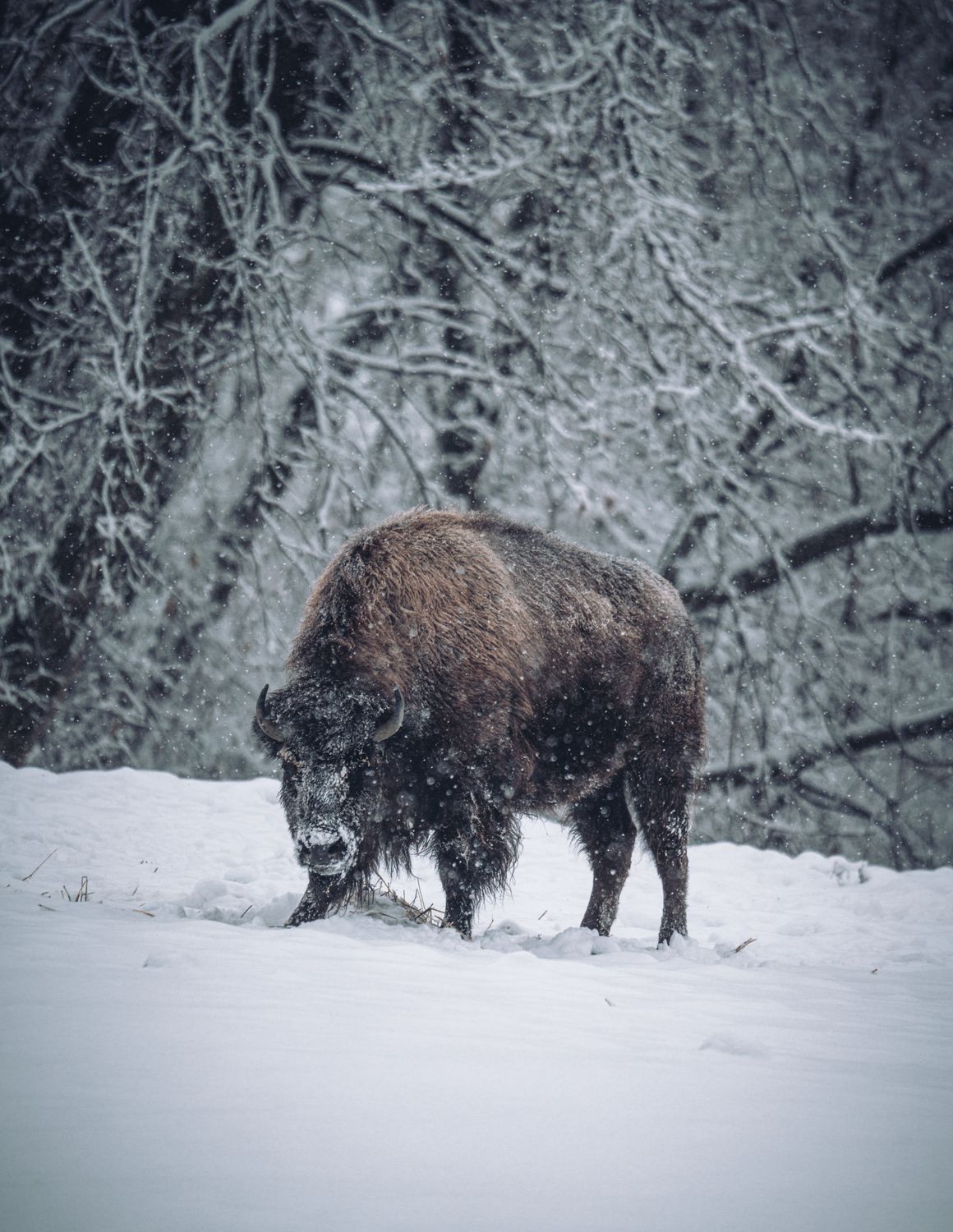 Majestic Bison in Winter Snowfall · Free Stock Photo