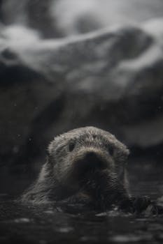 A curious otter emerges from the water, exploring its natural habitat in the wild.