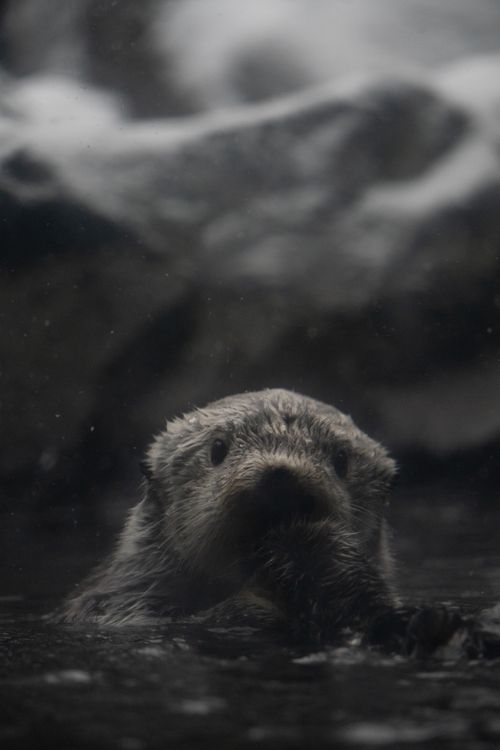 Free A curious otter emerges from the water, exploring its natural habitat in the wild. Stock Photo