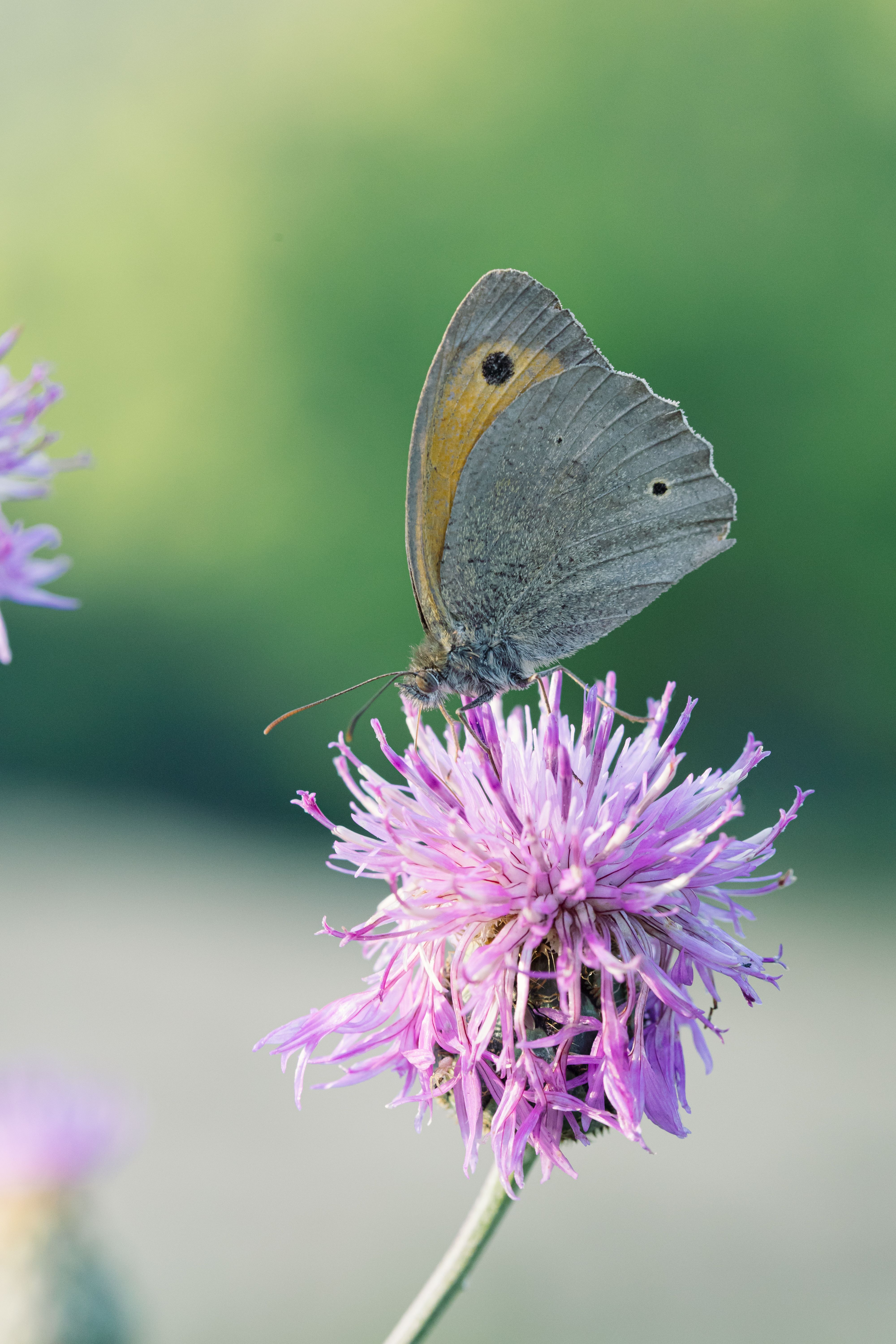 Butterfly on Purple Flower in Blooming Meadow · Free Stock Photo