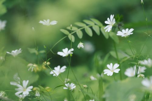 Free A serene view of delicate white wildflowers amidst lush green foliage, outdoors. Stock Photo