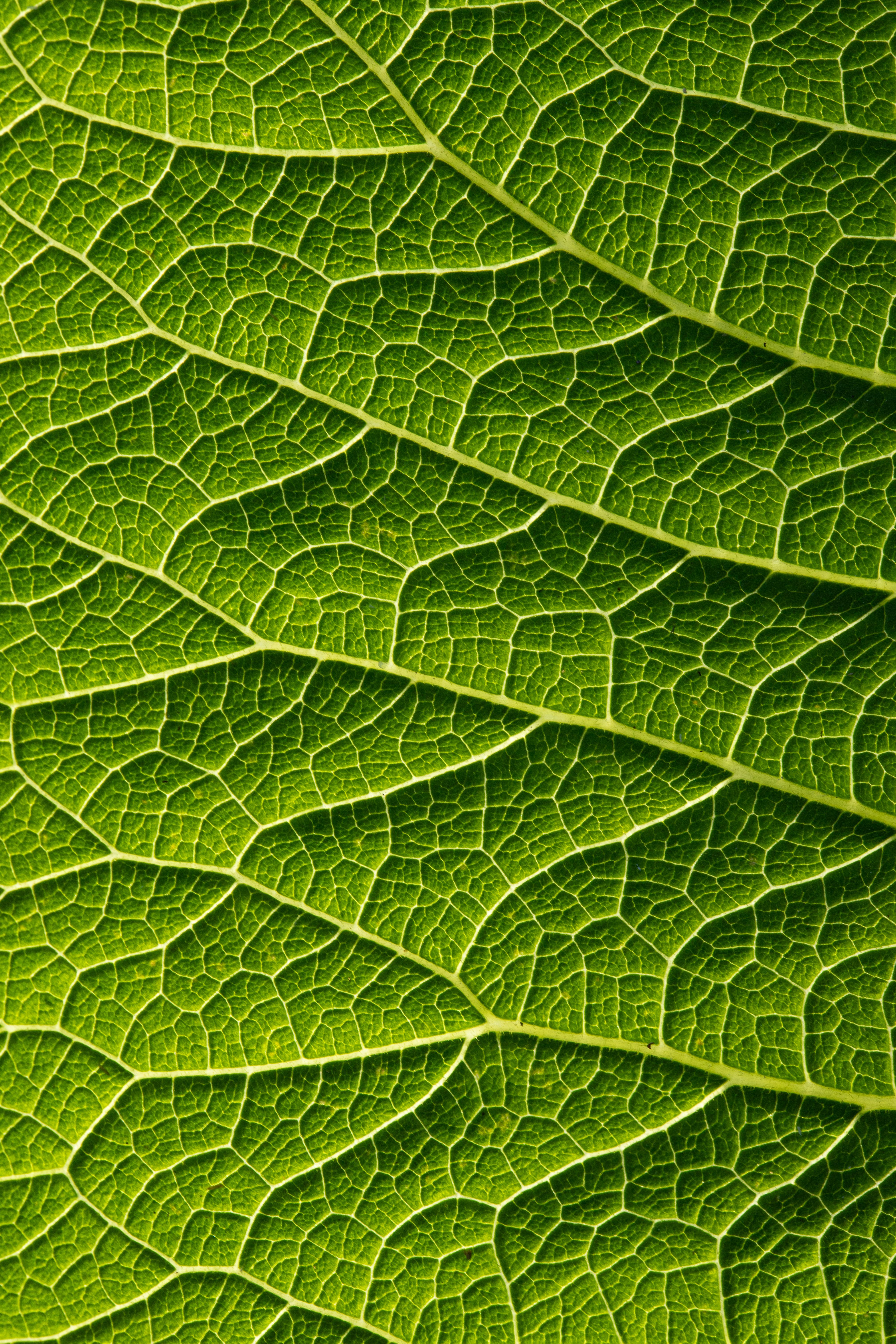 Detailed macro shot of a vibrant green leaf showing veins and texture in natural light.