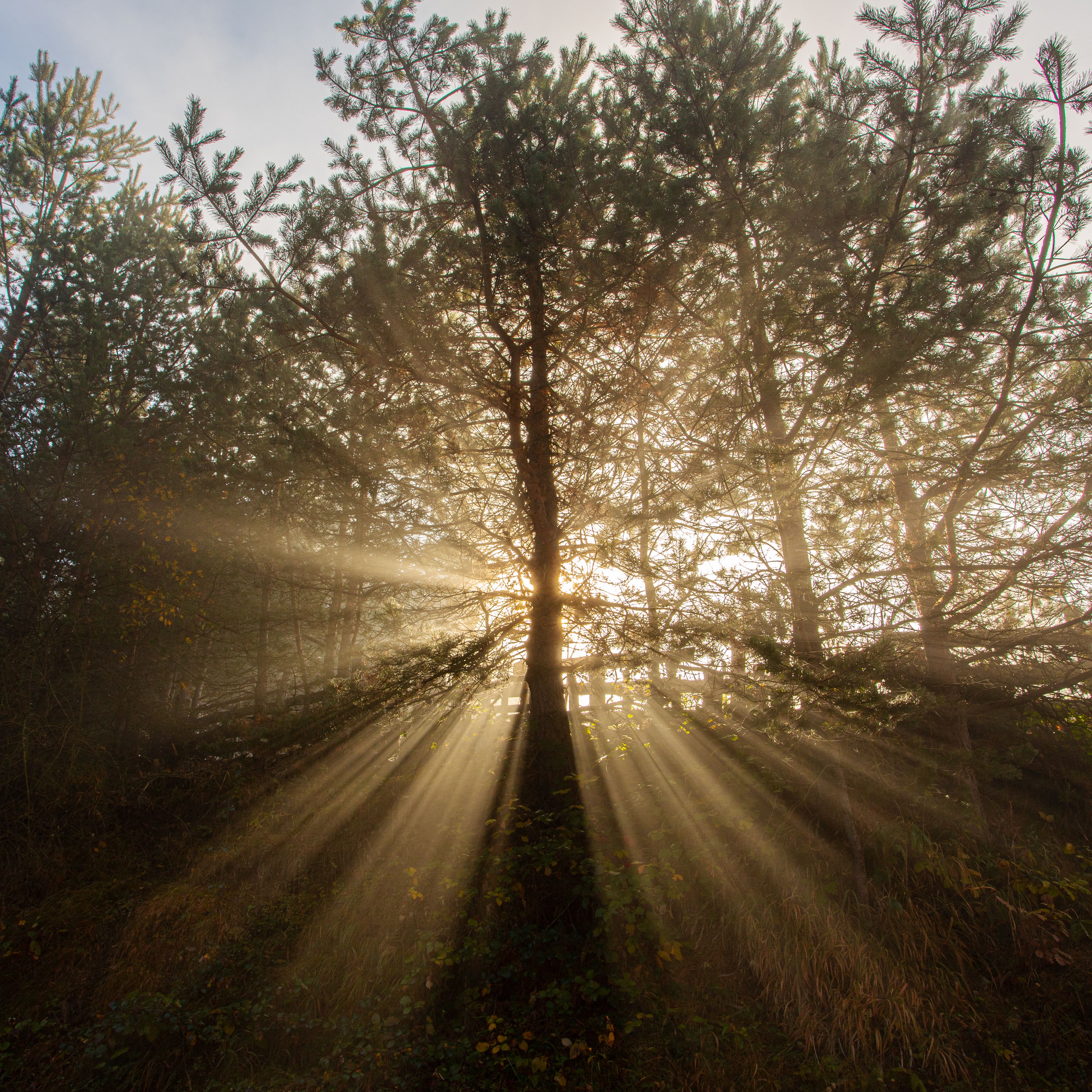 Captivating image of sunlight streaming through pine trees, creating dramatic rays in a serene forest.