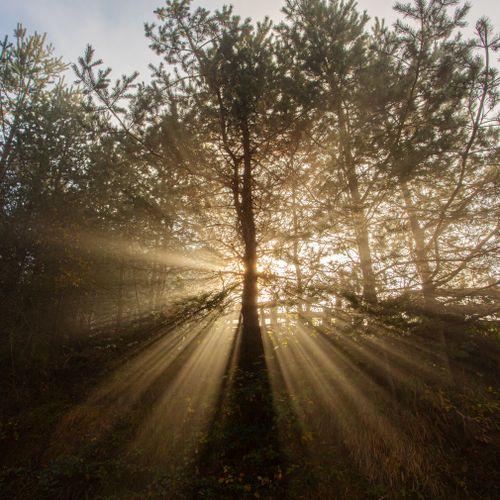 Free Captivating image of sunlight streaming through pine trees, creating dramatic rays in a serene forest. Stock Photo