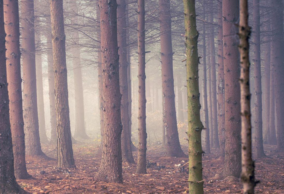 Misty Forest with Tall Pine Trees in Fog · Free Stock Photo