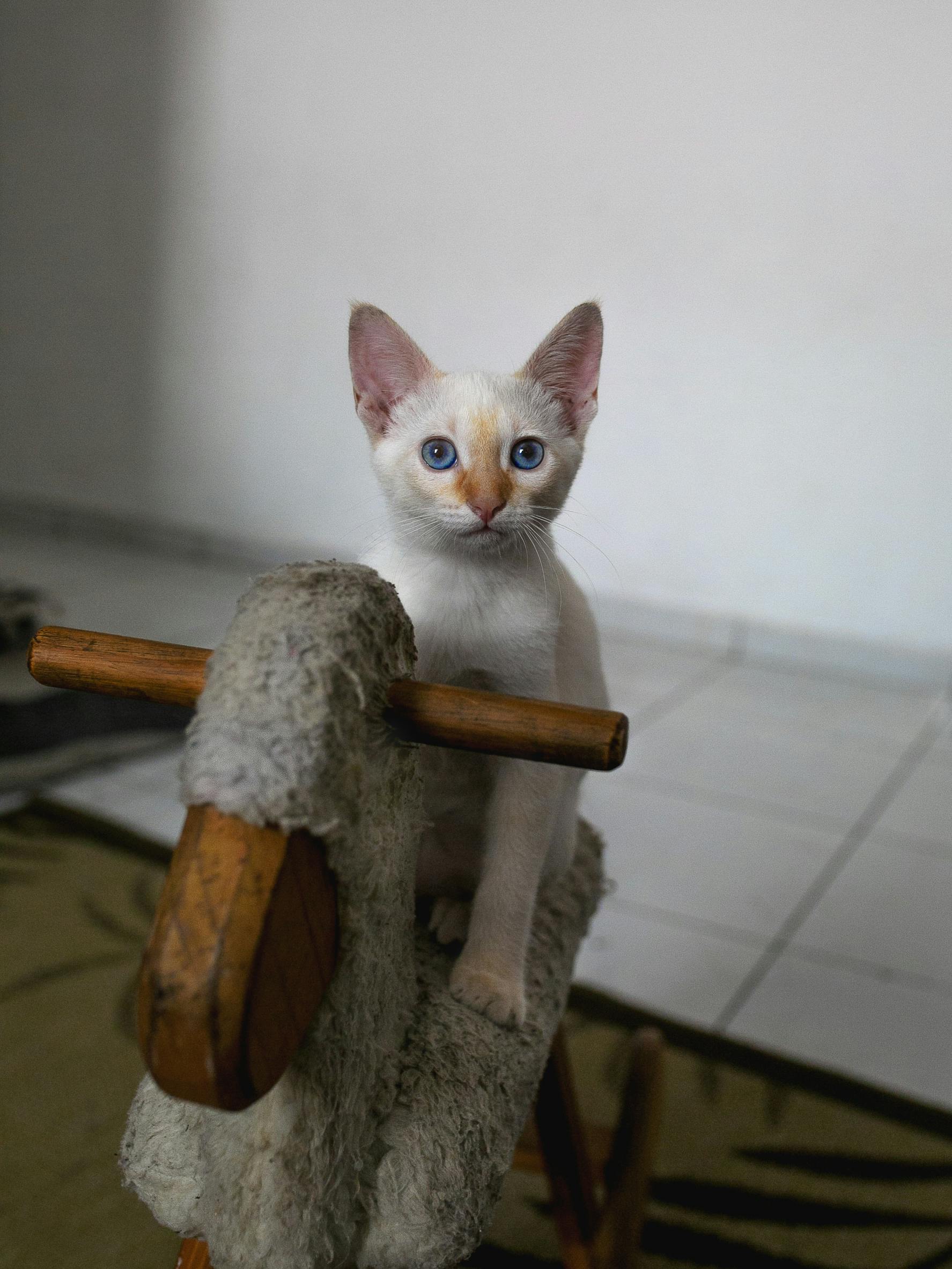 一只可爱的蓝眼睛白色小猫坐在室内的木制摇椅上