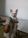 一只可爱的蓝眼睛白色小猫坐在室内的木制摇椅上