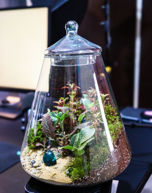 Free A beautifully crafted glass terrarium featuring lush green plants with soft lighting, perfect for indoor decor. Stock Photo
