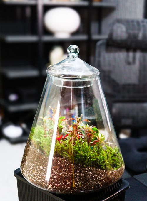 Free Stylish glass terrarium showcasing vibrant indoor plants for home decor. Stock Photo