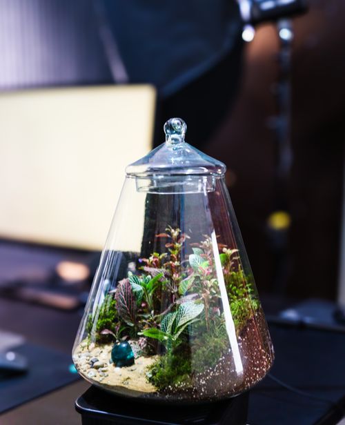 Free A beautifully crafted indoor terrarium filled with lush green plants, perfect for home decor. Stock Photo