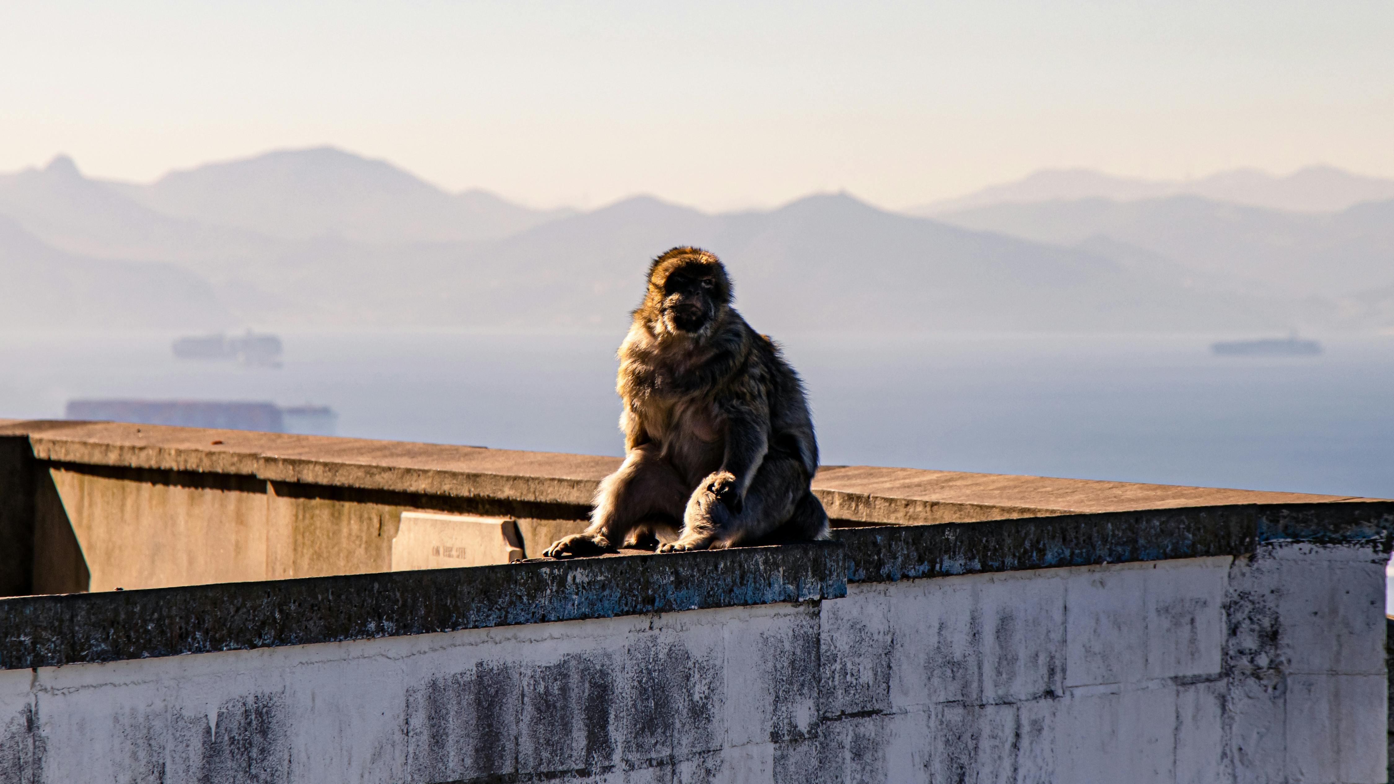 Wordpress Blogs A Guide For Begineers