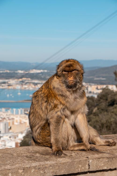 Free Wild Barbary macaque sitting on a railing in Gibraltar, with city and sea views. Stock Photo