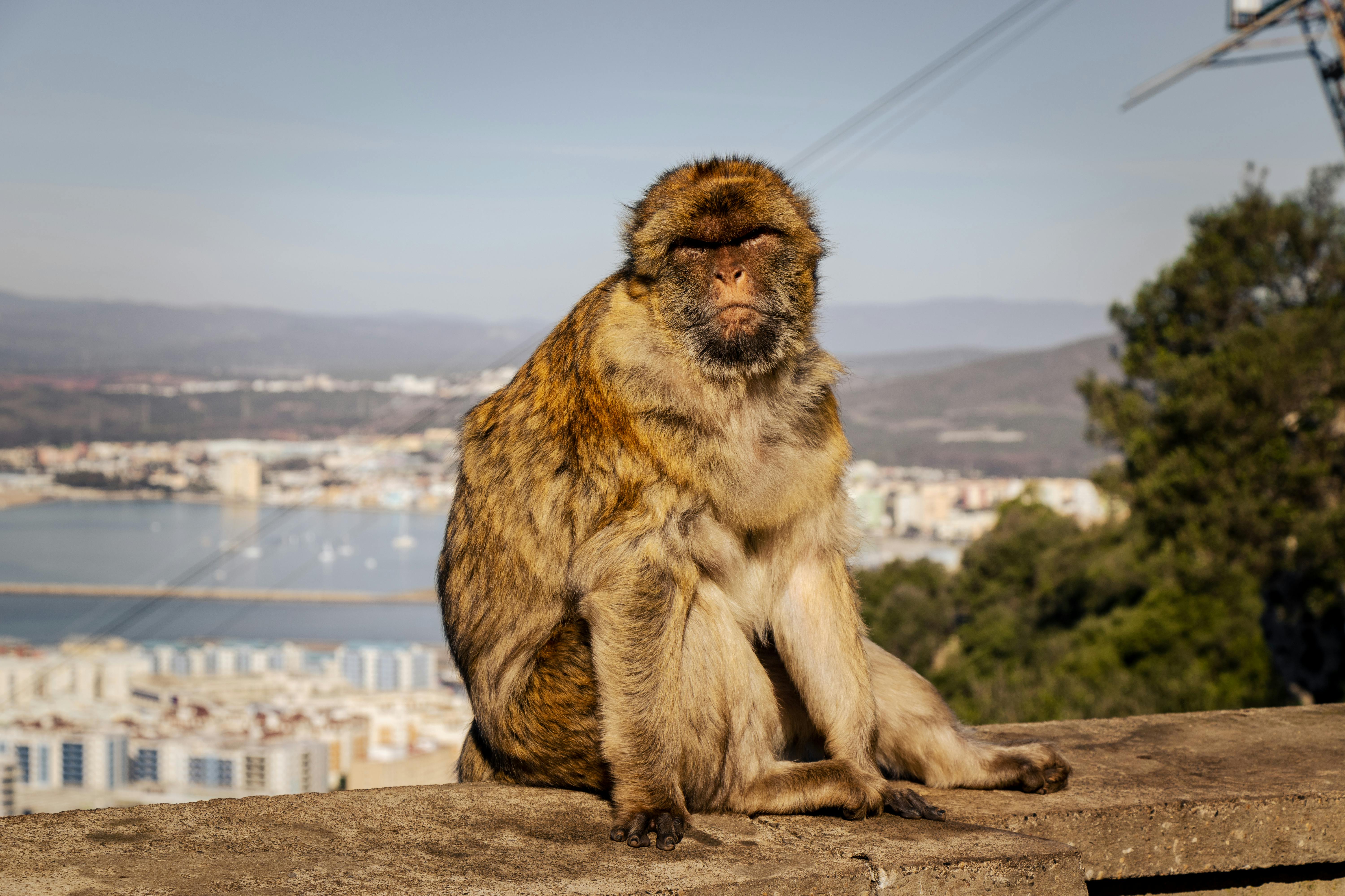 Free stock photo of attraction, british, destination
