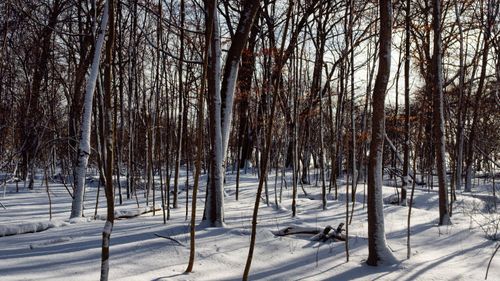 Free Peaceful winter forest scene in Waterloo, Ontario, capturing snowy tranquility and sunlight. Stock Photo