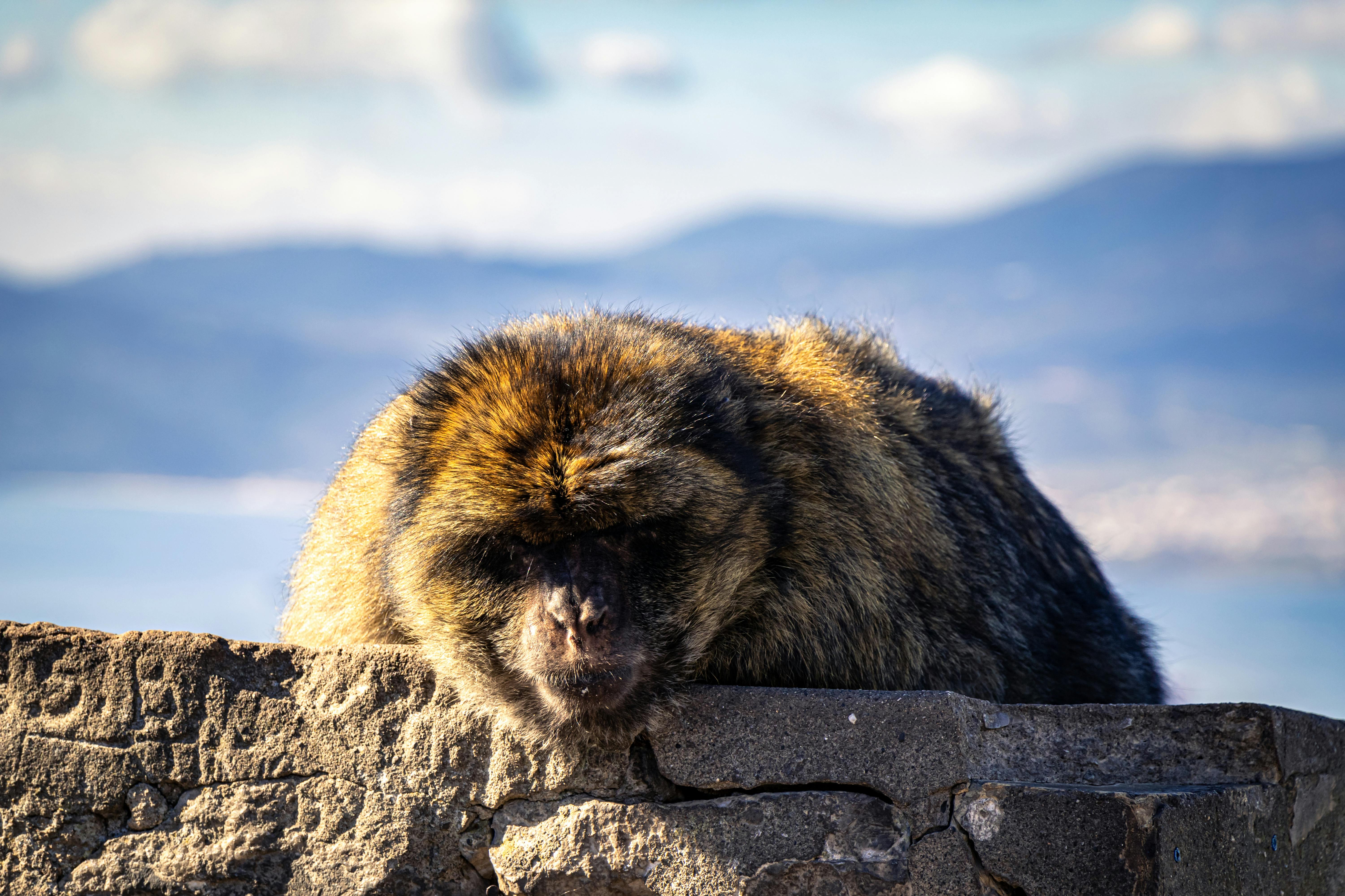 How To Draw Animals [En Us]