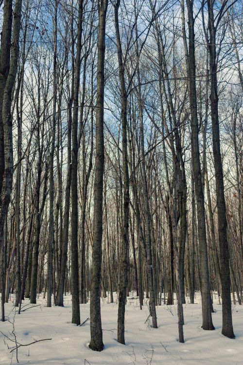 Free Explore the serene winter beauty of a snow-covered forest in Waterloo, Ontario, Canada. Stock Photo