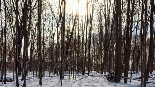 Free Tranquil winter scene of a sunlit forest in Waterloo, showcasing snow-covered trees and serene beauty. Stock Photo