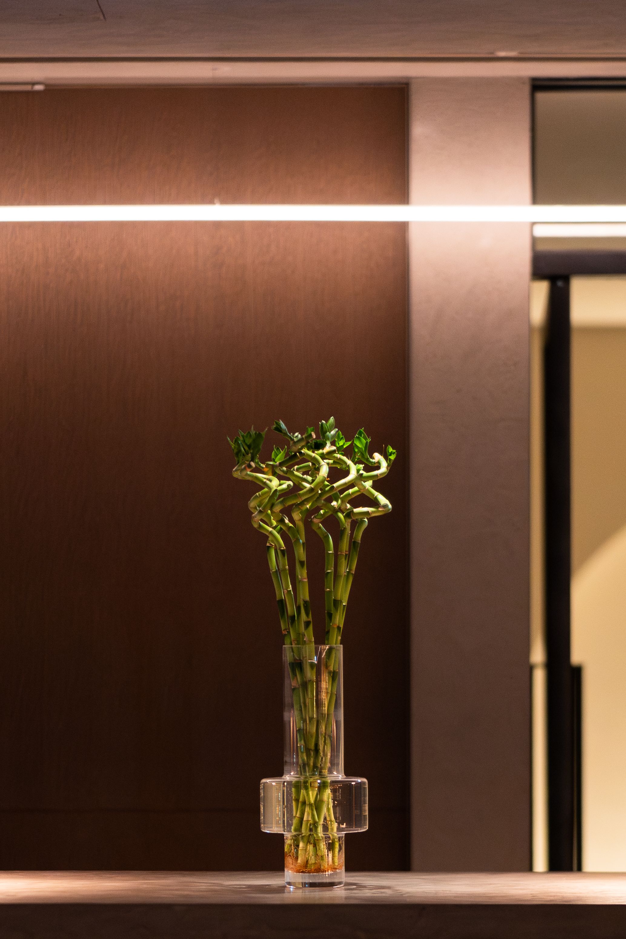 Lucky bamboo arrangement