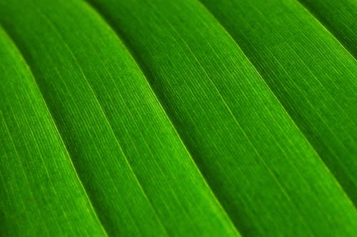 Close Up Photo of Green Textile