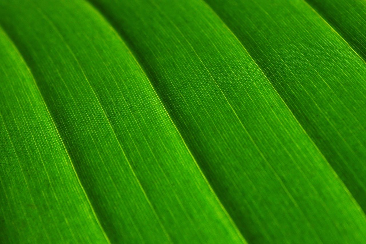 detailed macro shot of a vibrant green leaf highlighting its texture a