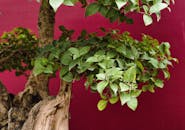 Lush Bonsai Tree Against Red Background