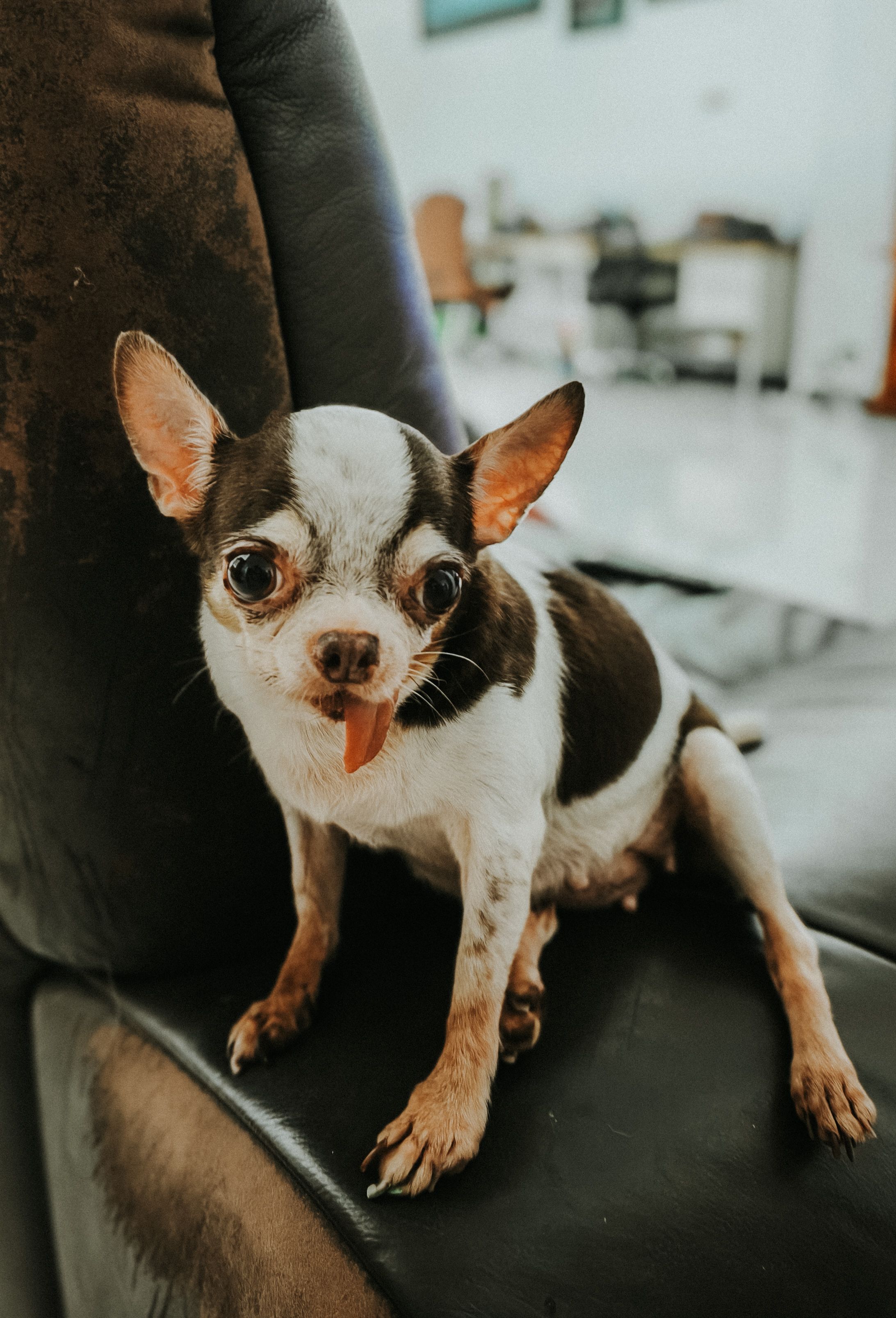Happy dog with tongue out outdoors