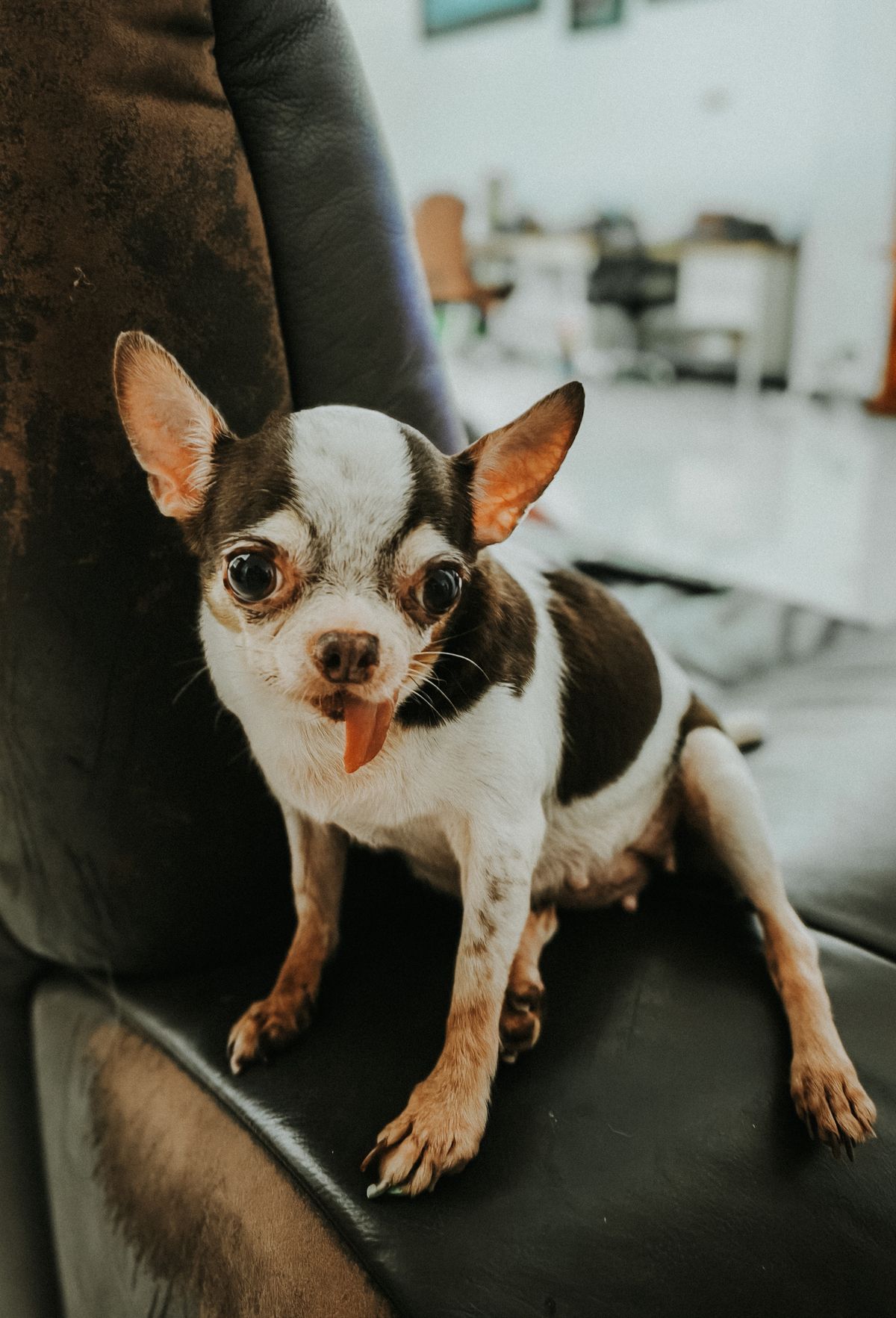 Happy dog with tongue out outdoors