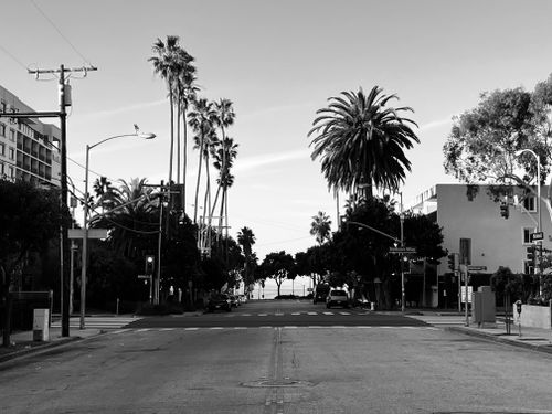 Free Capture of a serene palm-lined street leading to the ocean in black and white. Stock Photo