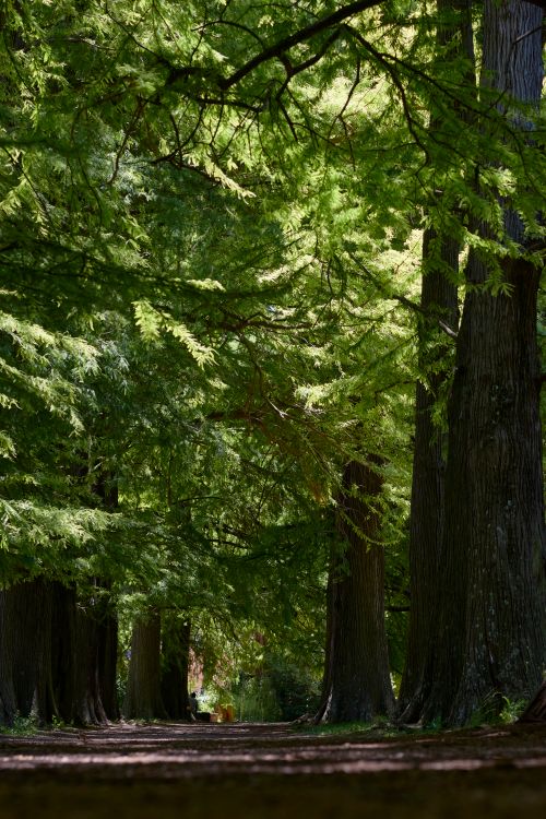 Free Serene forest pathway surrounded by lush green trees creating a tranquil escape. Stock Photo
