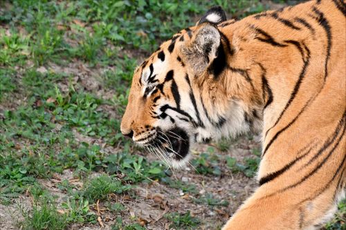 Free Majestic Bengal tiger walking through grassy area, showcasing its striking stripes. Stock Photo