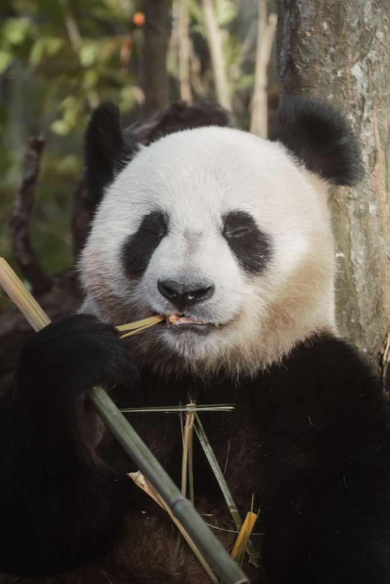 Close-up of a giant panda eating bamboo, showcasing its natural behavior.
