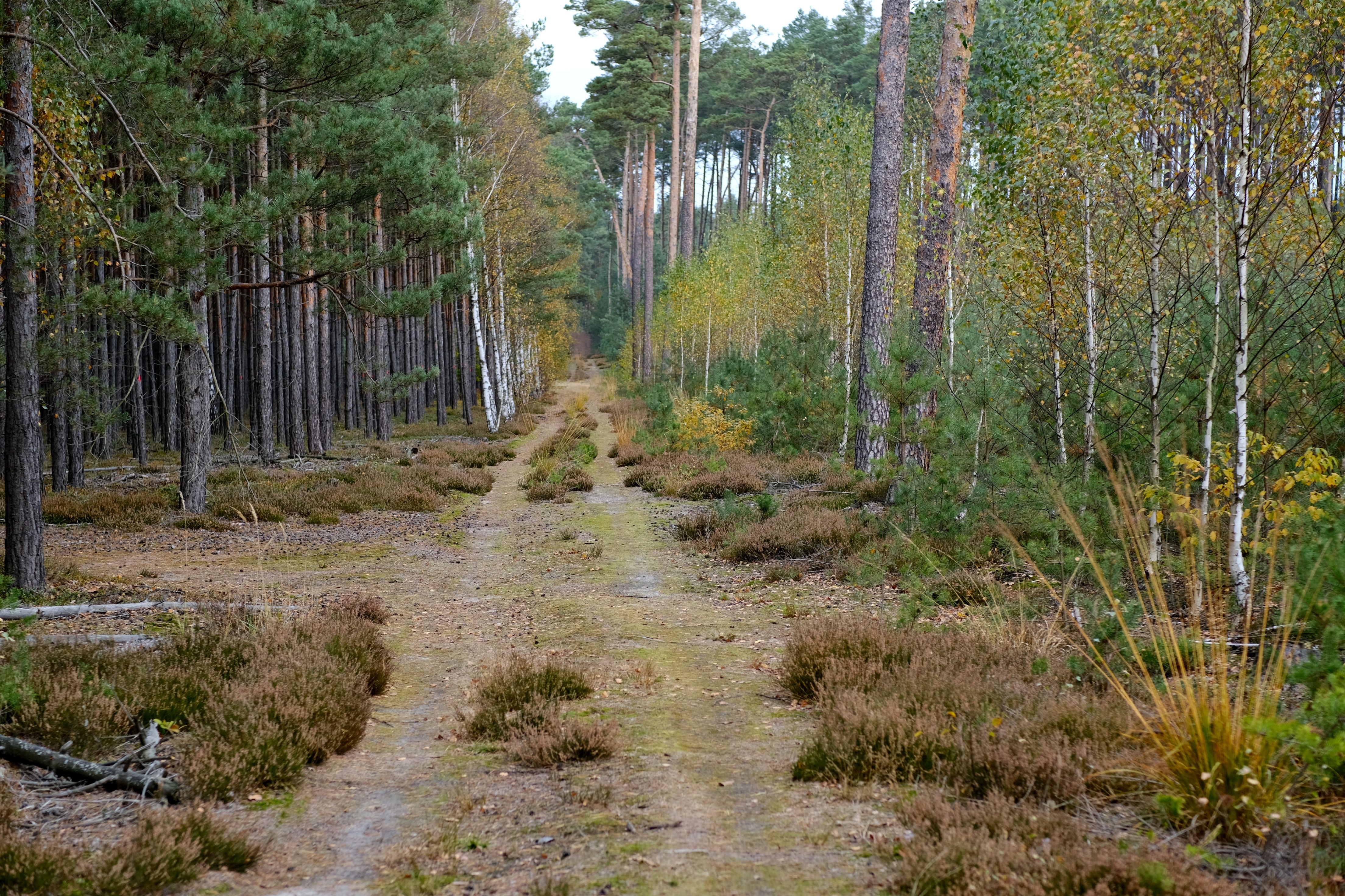A peaceful forest pathway surrounded by trees showcasing autumn colors and natural beauty.