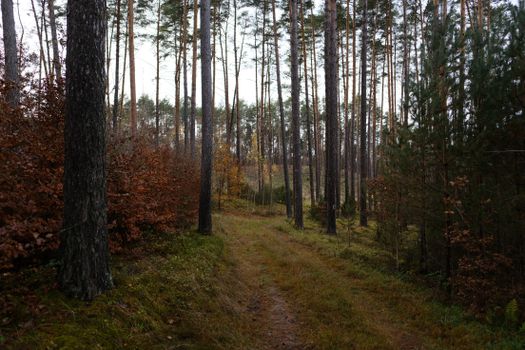 Tranquil forest pathway during autumn, showcasing tall trees and colorful foliage.