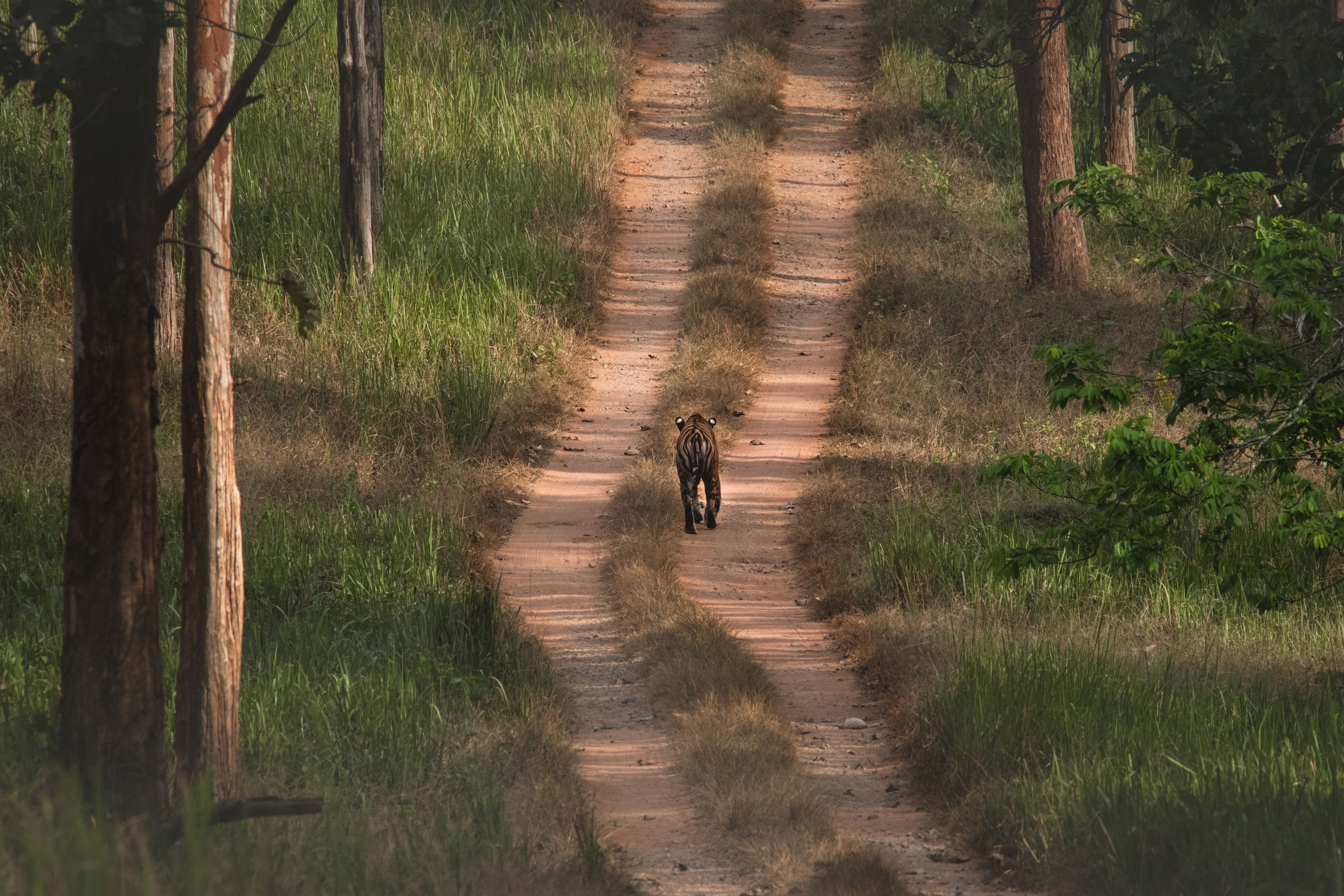 Wild elephant in the Indian jungle at dusk