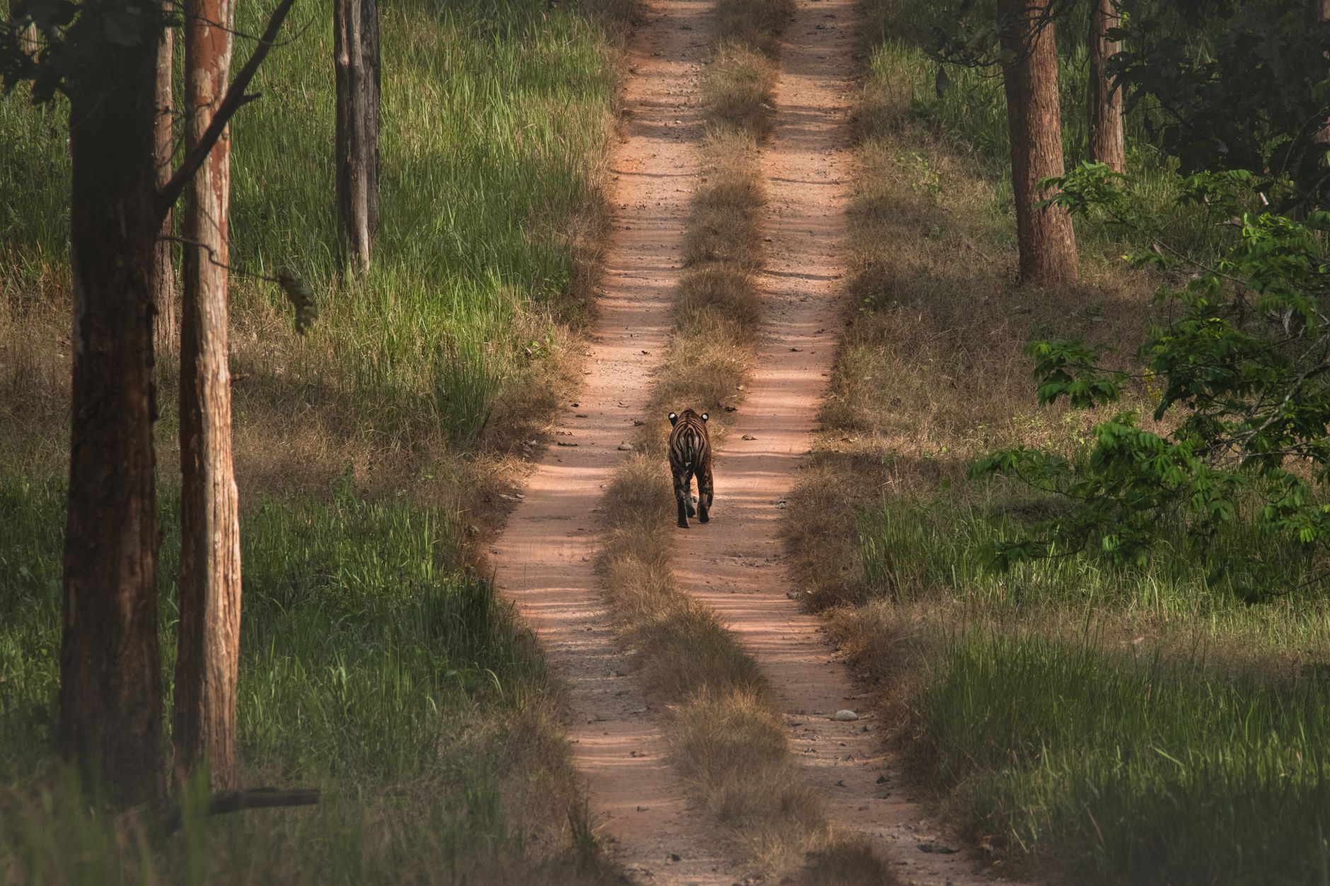 Best time to visit Bandipur: month-by-month guide