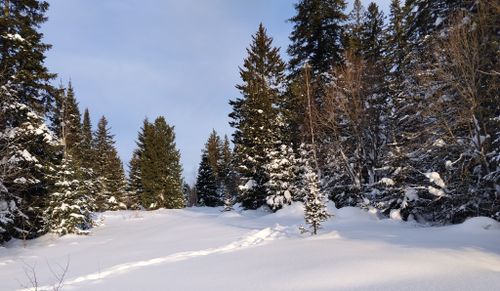 Free Serene snowy forest scene under a clear blue sky during winter. Stock Photo